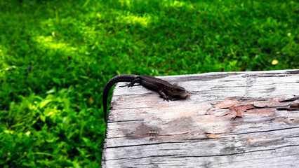 Small lizard on the tree