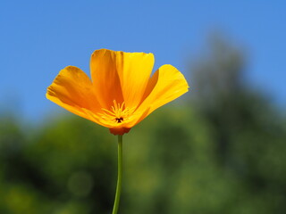 Kalifornischer Mohn (Eschscholzia californica) als Einzelblüte mit schönem Hintergrund