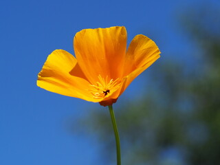 Kalifornischer Mohn (Eschscholzia californica) als Einzelblüte mit schönem Hintergrund