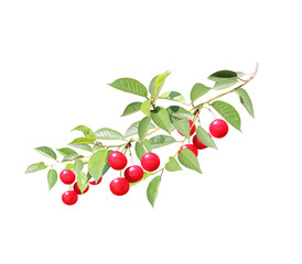 Cherry tree branch with red berries and leaves