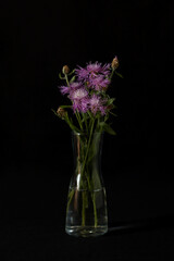 Centaurea jacea on a black background