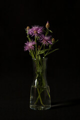 Centaurea jacea on a black background