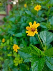 yellow flowers in the garden