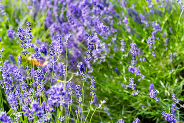 lavender flowers in the field with a bee