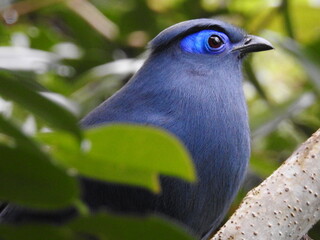 blue coua / coua caerulua