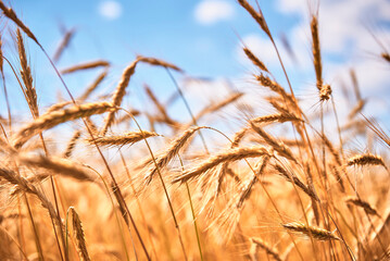 Fototapeta premium Rye ears close up. Rye field in a summer day. Harvest concept