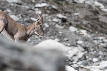 Obraz premium Alpine ibex moving down the slope (Capra ibex)