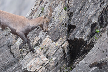 Alpine ibex female moving on a steep mountain wall (Capra ibex)