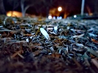 christmas tree decorations