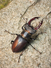 Cervo volante - Lucanus cervus - European stag beetle