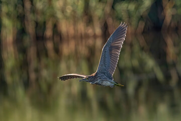 Black-crowned night heron (Nycticorax nycticorax) in flight