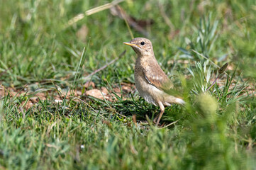 Close up of Isabelline wheatear (Oenanthe isabellina) sits on the ground