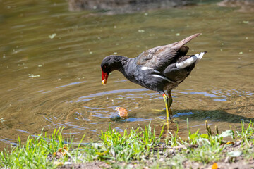 Eurasian common moorhen (Gallinula chloropus) also known as marsh hen