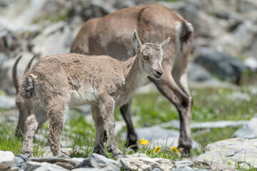 Under mother protection, portrait of young Alpine ibex (Capra ibex)