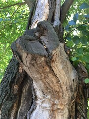 trunk of a tree in the forest