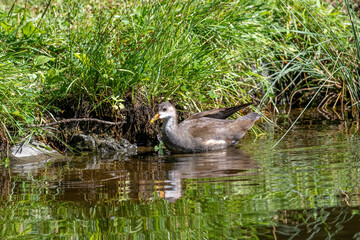 Eurasian common moorhen (Gallinula chloropus) also known as marsh hen