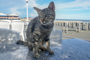curious homeless cat sits on the marble table at the sea beach