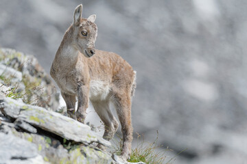 Wonderful portrait of new born, the Alpine ibex (Capra ibex)