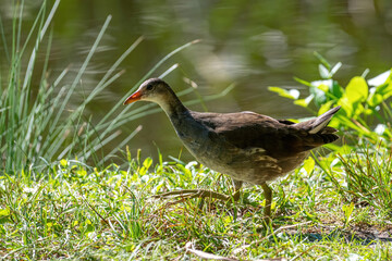 Eurasian common moorhen (Gallinula chloropus) also known as marsh hen