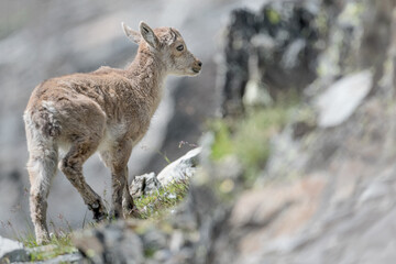 Fototapeta premium All the beauty of the last born (Capra ibex)