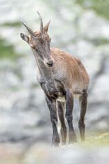Vertical portrait of Alpine ibex female in summer season (Capra ibex)
