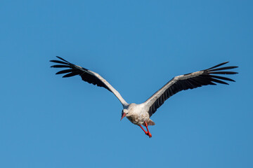 White stork flying over the lake in spring season (ciconia ciconia)