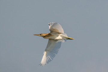 Squacco heron (ardeola ralloides) wild bird flying over water