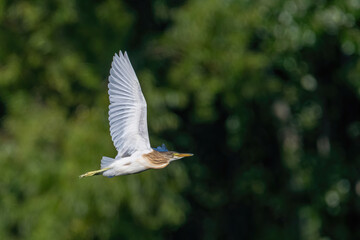 Squacco heron (ardeola ralloides) wild bird flying over water