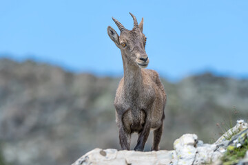 Naklejka na ściany i meble Beautiful portrait of Alpine ibex in high mountain (Capra ibex)