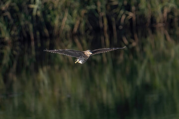 Black-crowned night heron (Nycticorax nycticorax) in flight