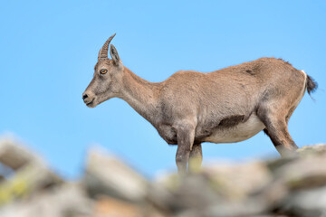 The mighty Alpine ibex on the ridge (Capra ibex)