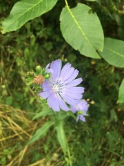 purple flower in the garden