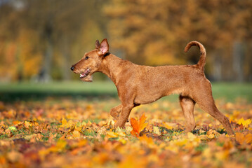 irish terrier dog running in the park in autumn