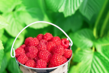 A bucket of raspberries close up on a green tree leaf background outdoors
