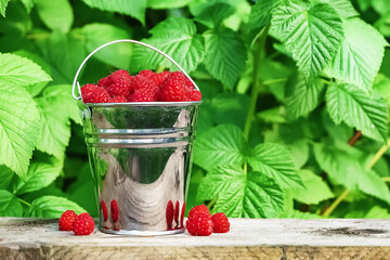 Bucket of ripe raspberries on the background of green tree leaves outdoors