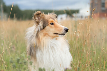 Obraz na płótnie Canvas portrait of collie shepherd dog in autumn field close-up