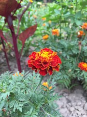 red and yellow flowers
