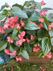 pink begonia in a large wooden box