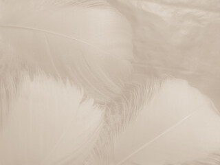 Obraz premium Beautiful abstract black feathers on white background and soft white feather texture on white pattern and dark background, gray feather background, black banners