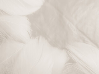 Obraz premium Beautiful abstract black feathers on white background and soft white feather texture on white pattern and dark background, gray feather background, black banners