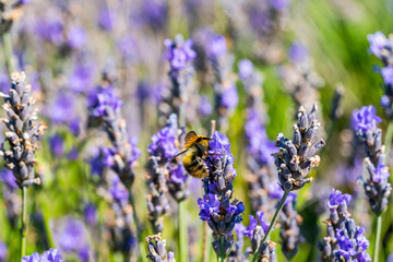 Obraz premium Bee on lavender flower