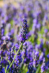 Obraz premium Lavender flowers