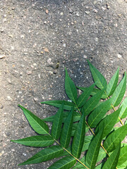 green leaf on the ground
