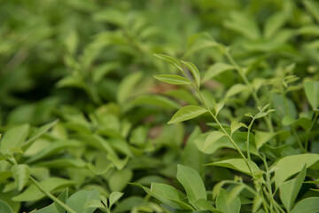 Fototapeta na wymiar close up of fresh green leaves