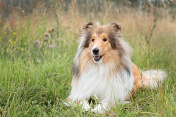 collie shepherd dog in autumn field on the grass in flowers with copy space