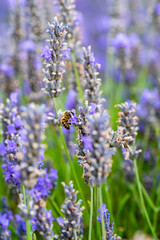 Bee on lavender flower