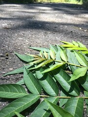 green leaves on the ground