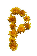 Uppercase letter P . From yellow spring flowers. On white background