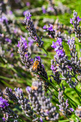 Bee on lavender flower