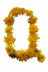 Uppercase letter Q . From yellow spring flowers. On white background